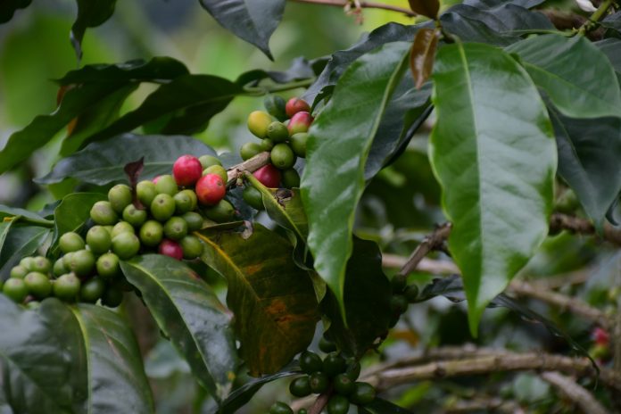 Buenos precios del café salvan lo que va de la producción del 2026