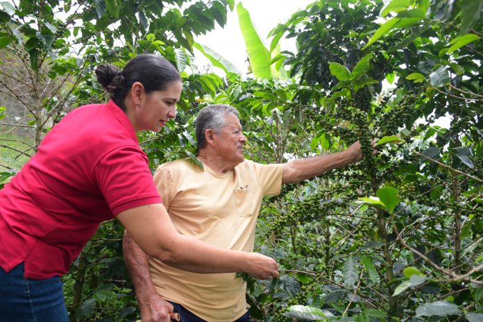 Caficultura en Risaralda cerró 2025 con alto impacto económico, pese a disminución en la producción