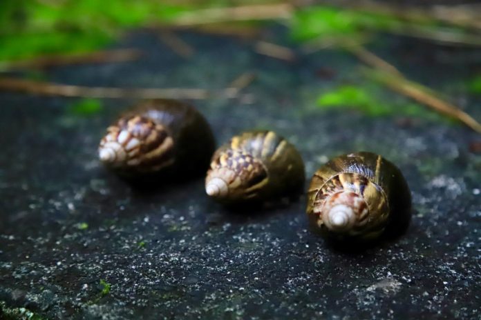CARDER socializa claves para enfrentar el Caracol Gigante Africano en Risaralda