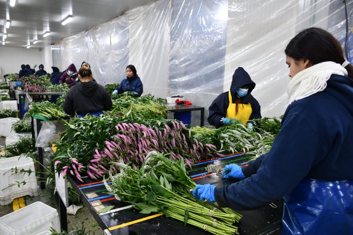 De Risaralda para el mundo: flores de exportación