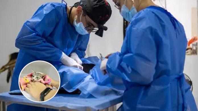 Pereira fija meta de 12.000 esterilizaciones en 2026 y fortalece su red pública veterinaria como referente nacional