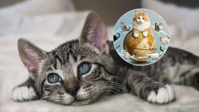 20 de febrero: el Día Internacional del Gato y la historia detrás de la fecha que rinde homenaje a los felinos