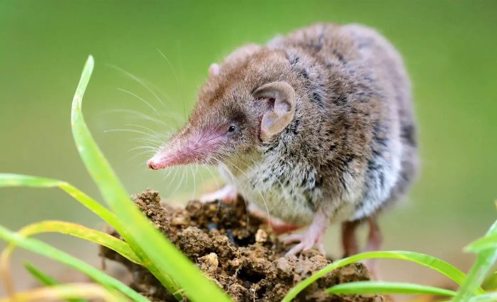 44 especies se despidieron para siempre