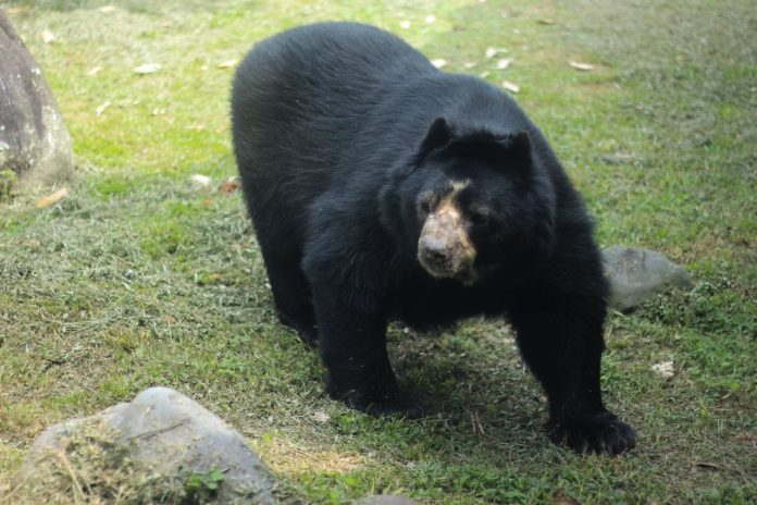 El Oso Andino: El Guardián de los Páramos
