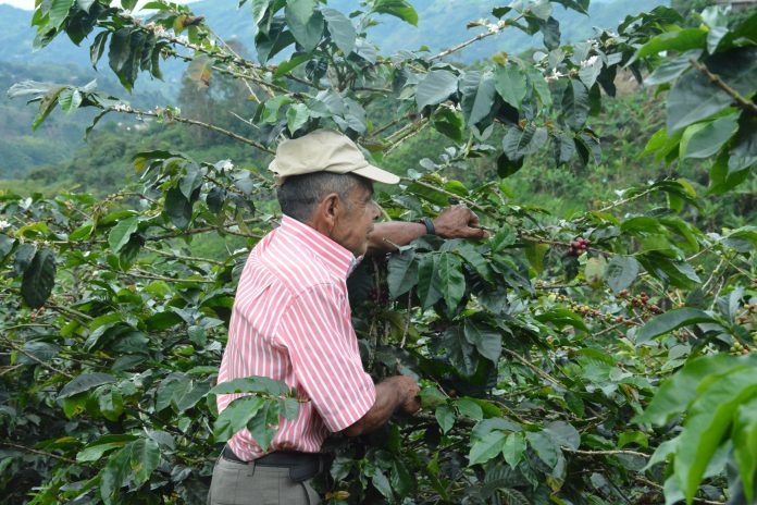 Brecha laboral rural contrasta con Pereira